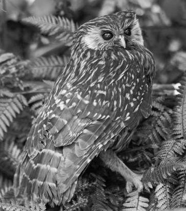 Historic Photo of the New Zealand Laughing Owl